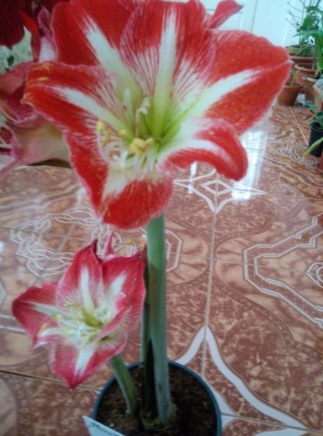  - diverse flori 2019