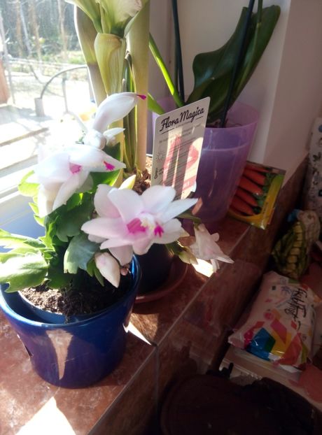  - diverse flori 2019