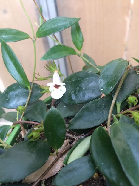 2.04.2019-Codonanthe - X-Flori de toate felurile