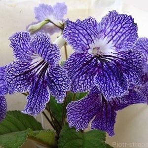 Mroznyje uzory - streptocarpusi 2019