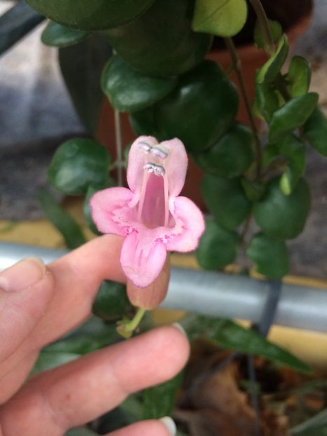 9.03.2019-A. Pink Polka - Expozitie de flori
