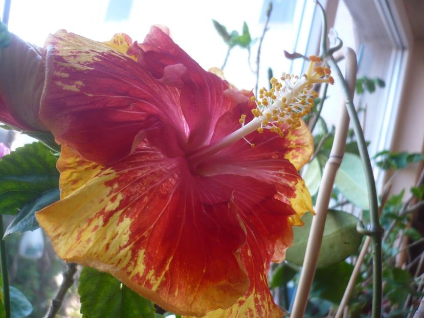 P1400738 - HIBISCUSI 2019-1