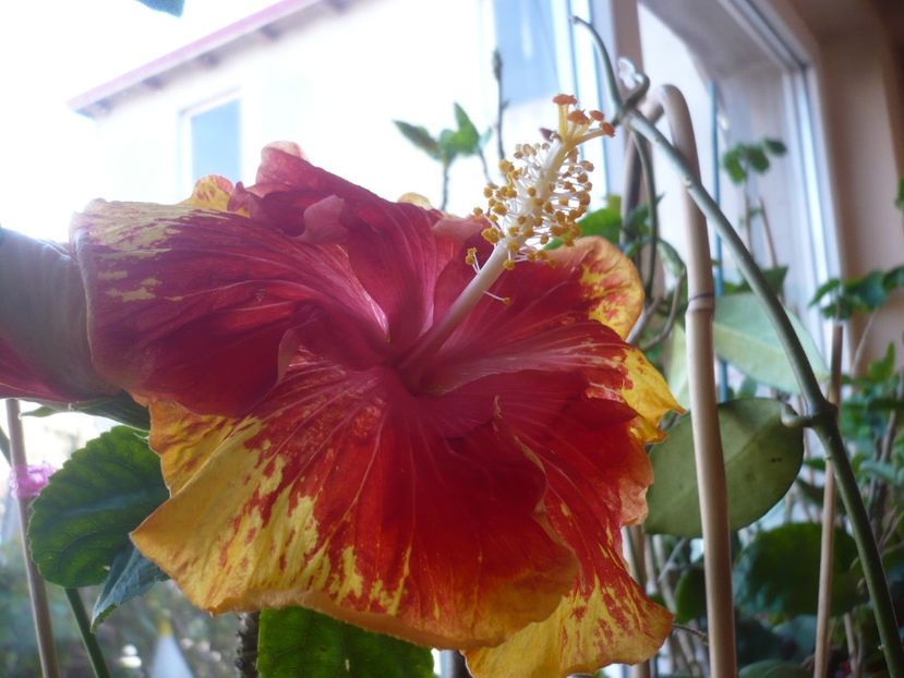 P1400739 - HIBISCUSI 2019-1