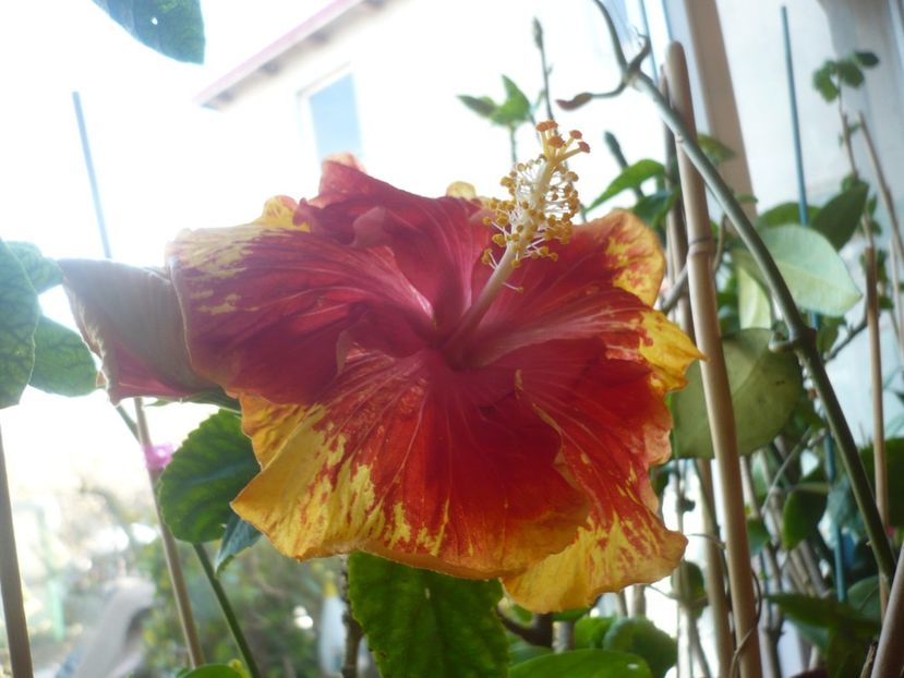 P1400741 - HIBISCUSI 2019-1