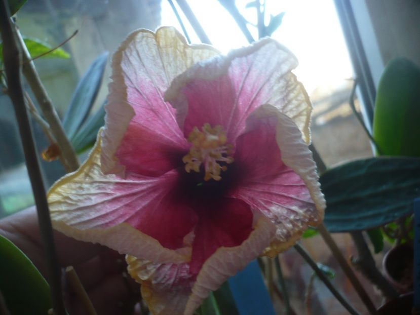 P1400742 - HIBISCUSI 2019-1