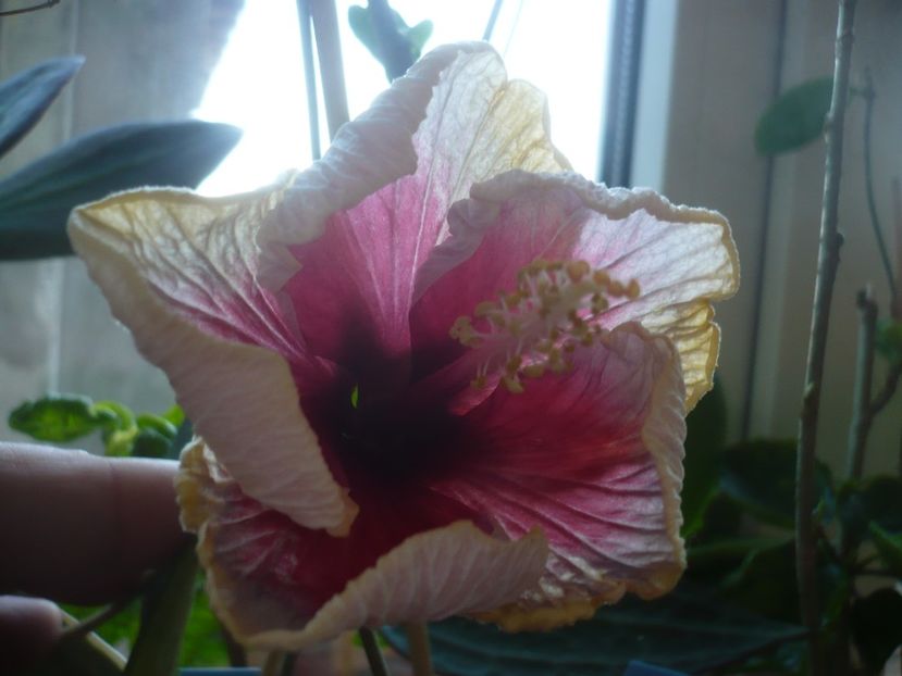 P1400743 - HIBISCUSI 2019-1