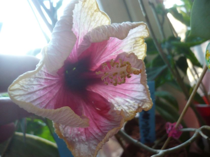 P1400744 - HIBISCUSI 2019-1