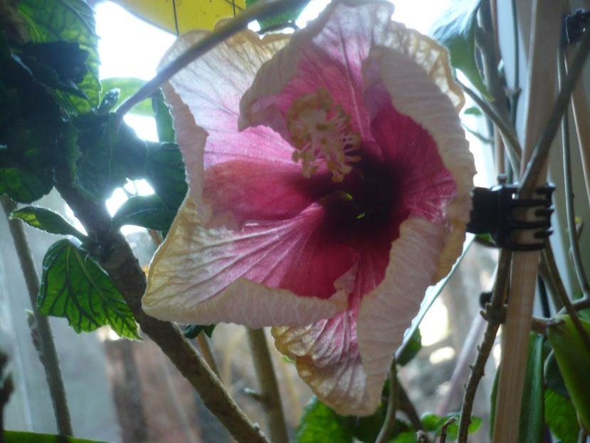 P1400745 - HIBISCUSI 2019-1