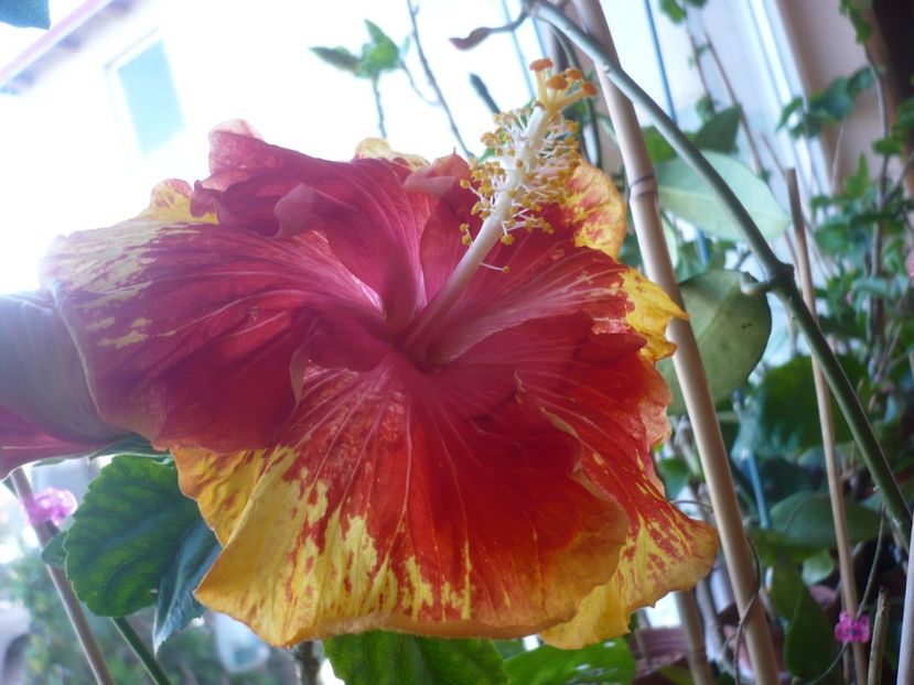 P1400753 - HIBISCUSI 2019-1