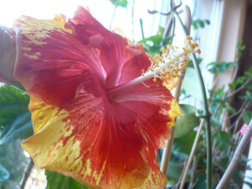 P1400754 - HIBISCUSI 2019-1