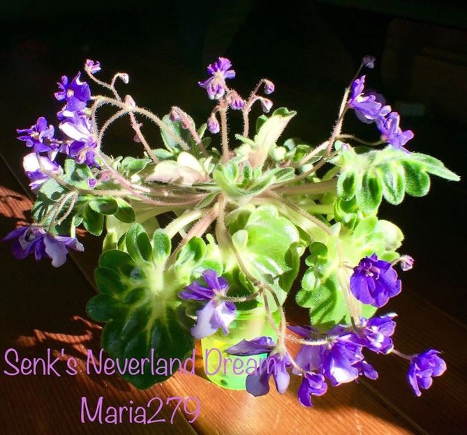  - Senk s Neverland Dream