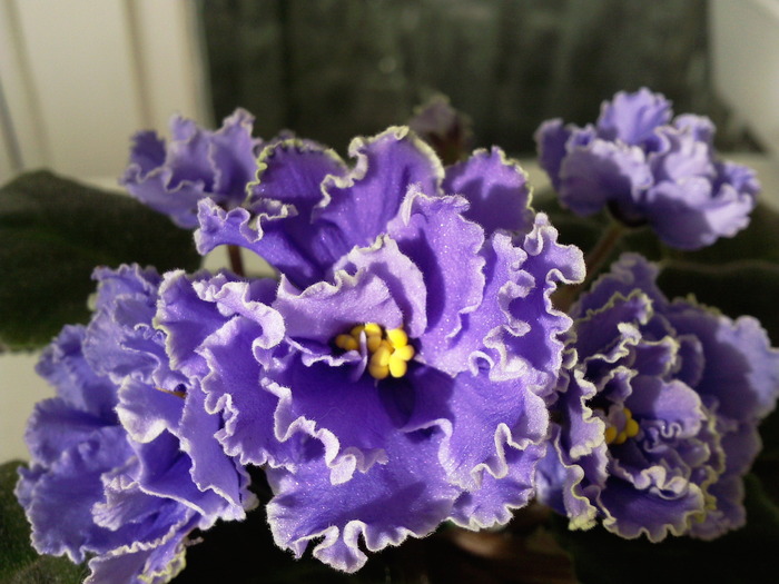 Ruffled Skies - VIOLETE AFRICANE saintpaulia  2010-2011                                                             