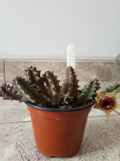 Huernia zebrina - Stapeliade 2018-2021-2022