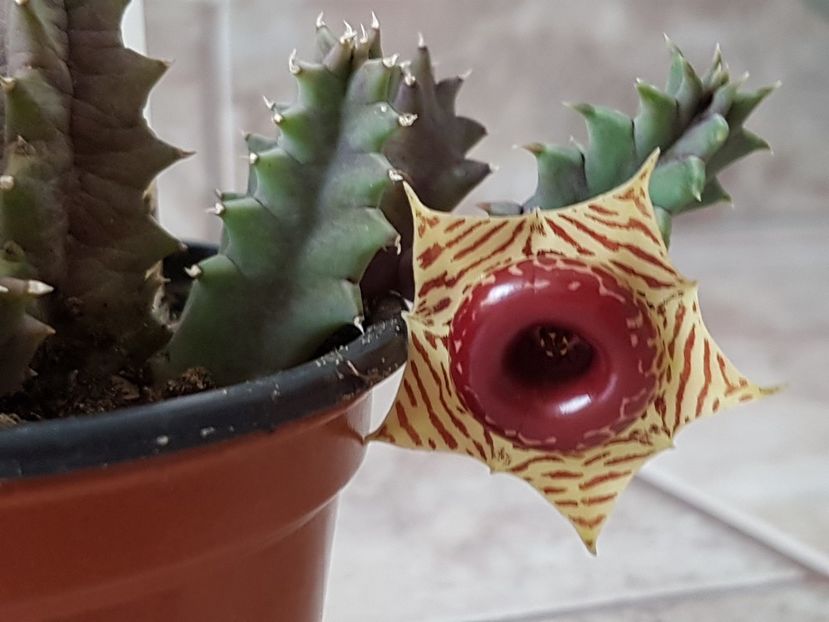 Huernia zebrina - Stapeliade 2018-2021-2022