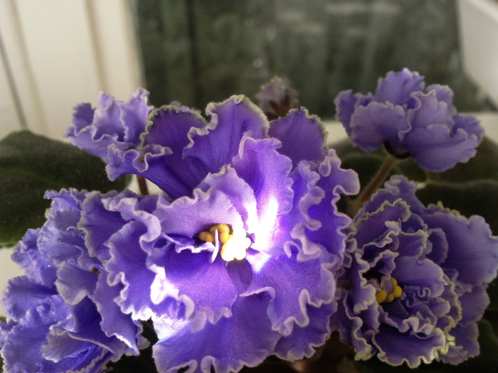 Photo0869 - VIOLETE AFRICANE saintpaulia  2010-2011                                                             