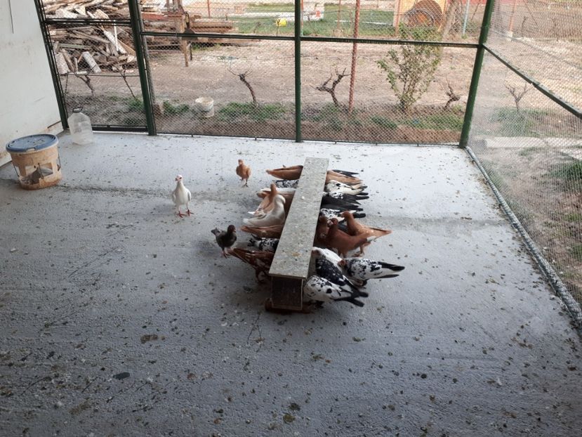  - I1 _ carunculați _ martie 2019