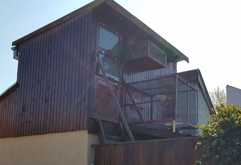 Voliera matcă - porumbei - matca de vanzare!