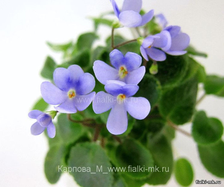  - zzz Saintpaulia shumensis out of collection