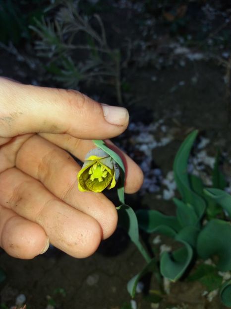  - Achizitii toamna 2018