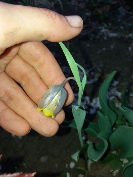  - Achizitii toamna 2018