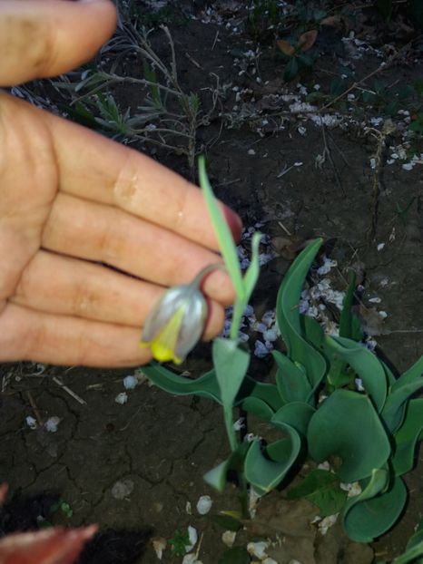  - Achizitii toamna 2018