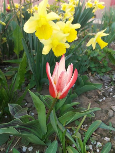  - Achizitii toamna 2018