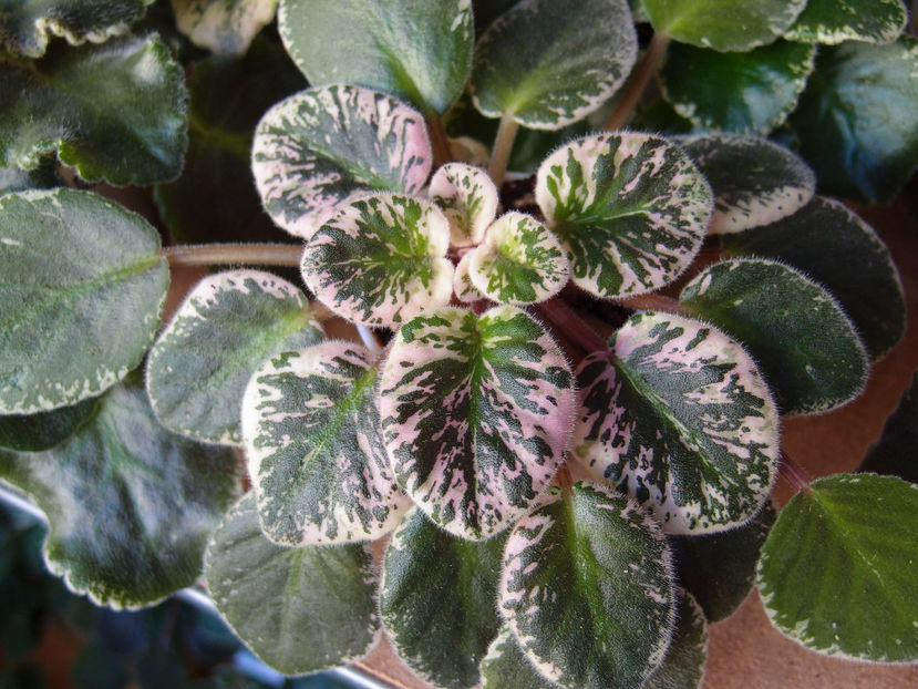 P2109522 - Macs Very Indigo