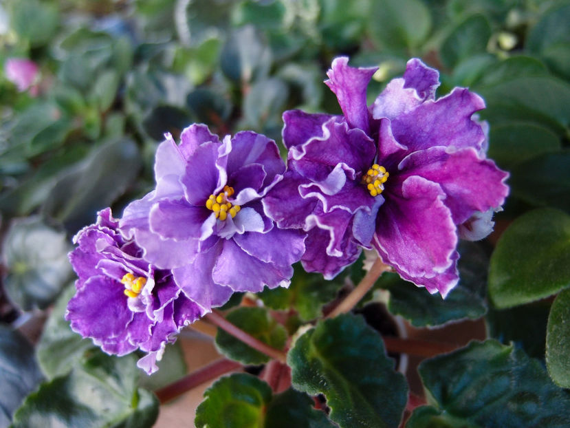 PC015141 - EK Masterpiece of the Artist