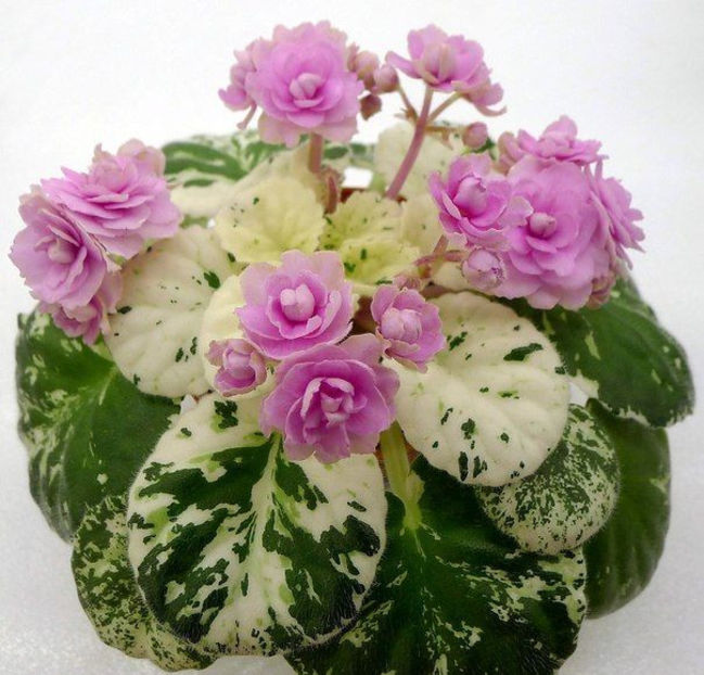 poza net - Rose Bouquet
