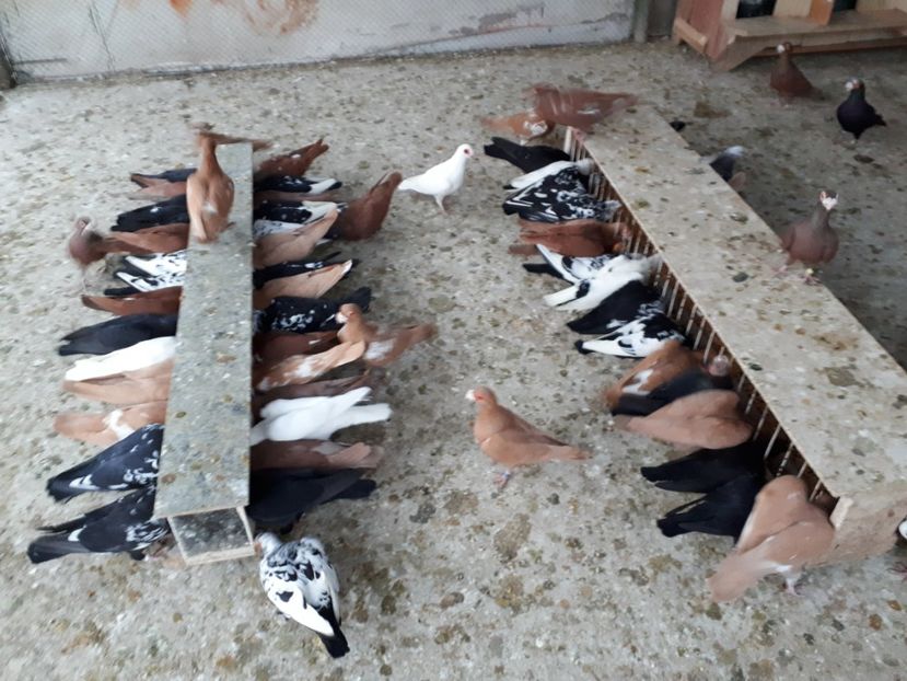  - I1 _ carunculați _ martie 2019