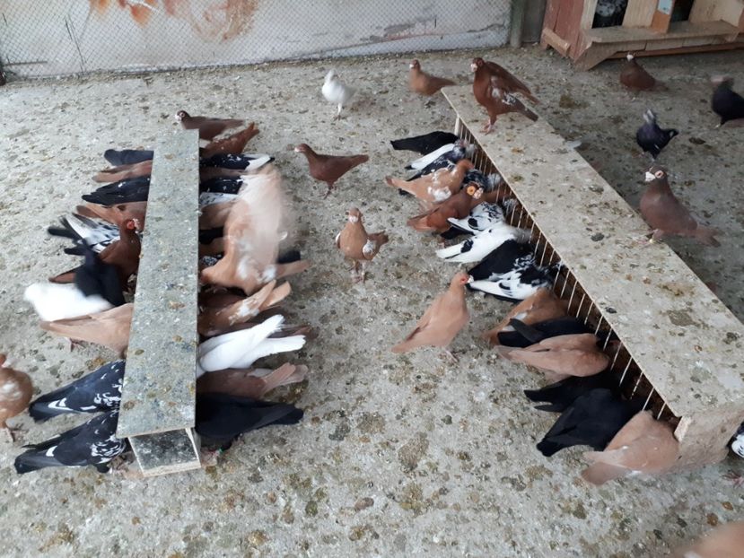  - I1 _ carunculați _ martie 2019