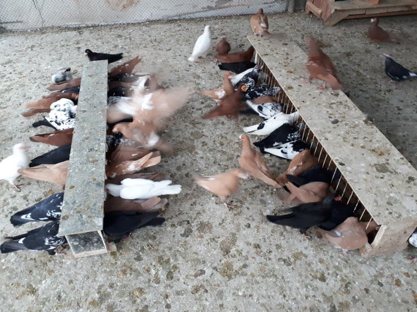  - I1 _ carunculați _ martie 2019