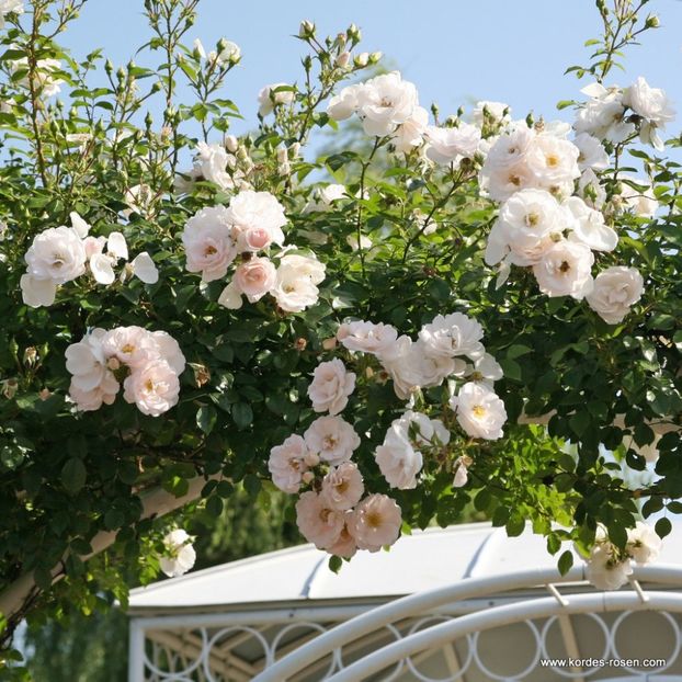 Hella_climbing 250cm,Kordes, no fragr  - doina63 roses-super