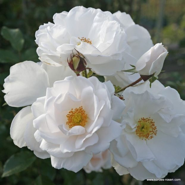 Hella_ADR2010, cut flowers,decorative hips - doina63 roses-super
