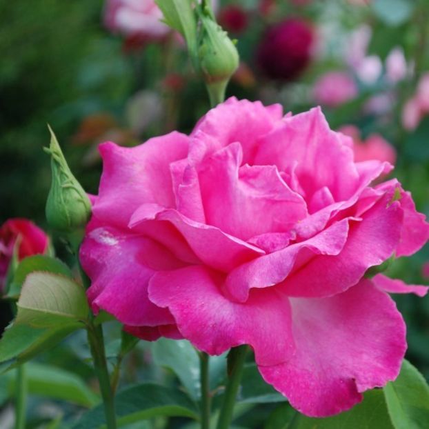 caprice-de-meilland bush, 100cm, strong profume - doina63 roses-super