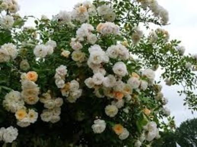 Ghislaine de Feligonde, musk rambler multiflora, repeat fl,Turbat 1876 - doina63 roses-super