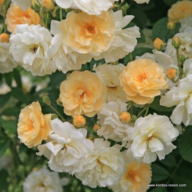 Ghislaine de Feligonde, sweet, musky fragrance, almost thornless  - doina63 roses-super