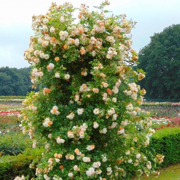 ghislaine-de-feligonde-rosier-ancien h 3m - doina63 roses-super