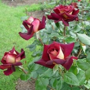 eddy-mitchell h50-100cm, w 30-70cm - doina63 roses-super