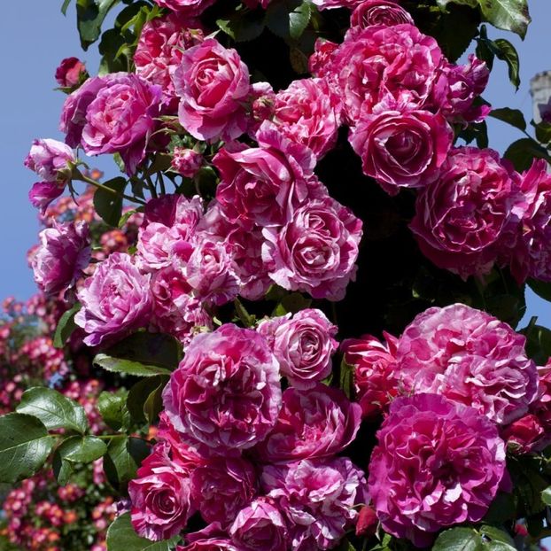 ines_sastre_meiteratol climbing h200cm w 200cm no fragr - doina63 roses-super