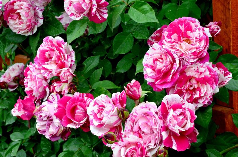 ines-sastre climbing - doina63 roses-super