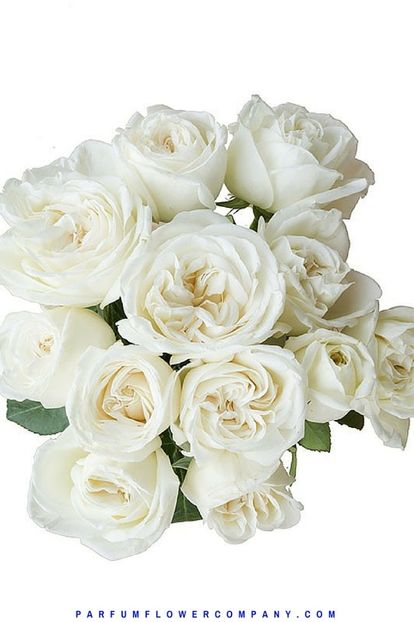Jeanne-Moreau teahybrid Meilland, h80-90cm, strong lemon fragr, 7day cut flower,  - Famous roses