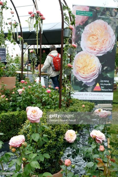 domaine de chantilly floribunda, fruit scent - Famous roses