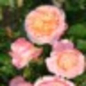 domaine_de_chantilly_teahybrid, h120cm, strong fragr - Famous roses