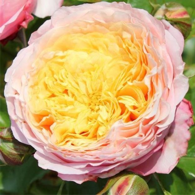 Domaine-de-Chantilly floribunda, profume - Famous roses