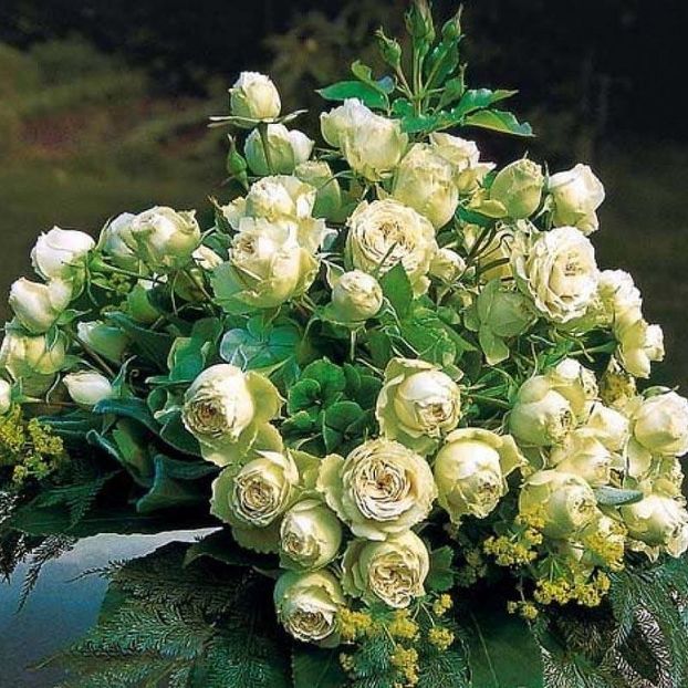 Lovely-Green_Floribunda_Meilland Richardier,no smell - Famous roses