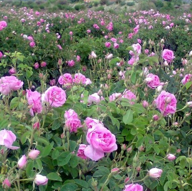 ROSA DAMASCENA TRIGINTIPETALA h150-180cm, mai-iun, o inflorire - Famous roses