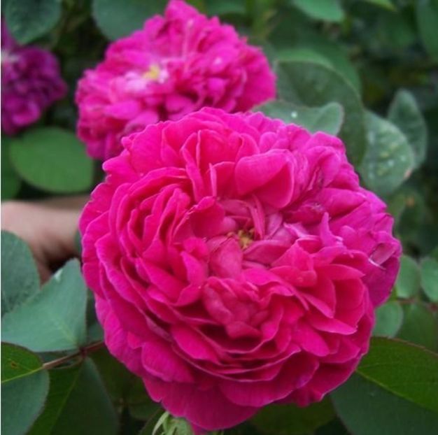 Rosa de recht repeat flowering each month - Famous roses