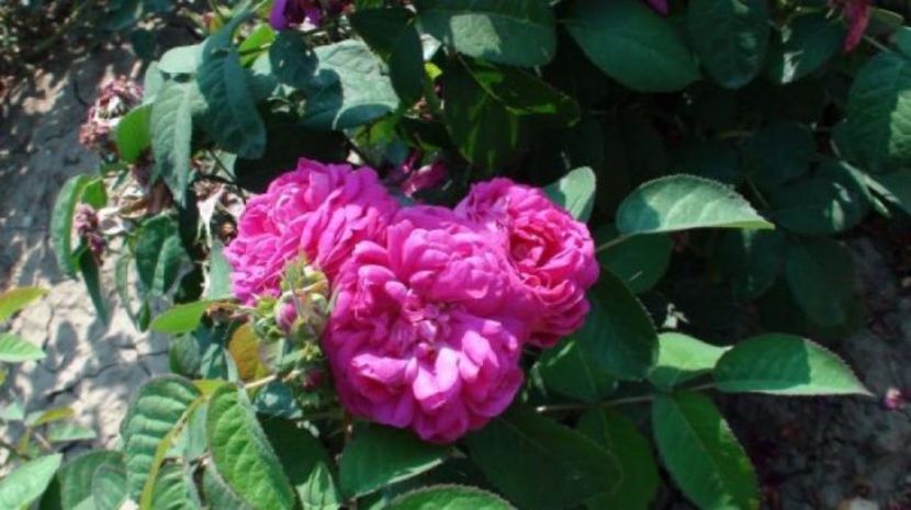 rose-de-rescht h120cm w75cm - Famous roses
