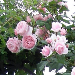 nahema_Delbard h300cm w180cm , fragr - Famous roses